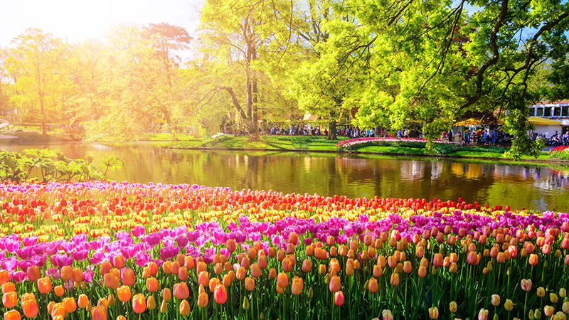 Keukenhof flower garden in Lisse, Netherlands, with its stretches of flowerbeds